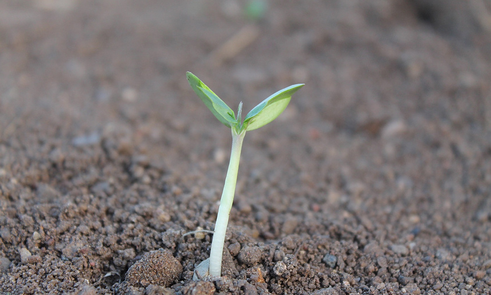 拓詞薛淡：復活拓詞，不比白手起家簡單
